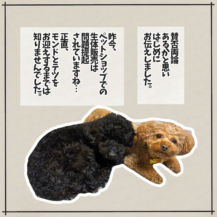 トイプードルのモンドとテツとの出会い 画像2