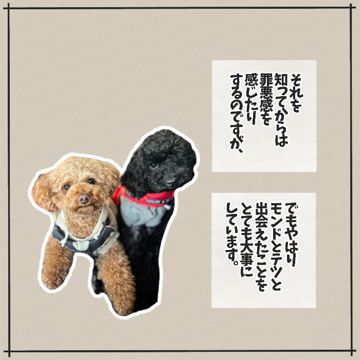 トイプードルのモンドとテツとの出会い 画像3