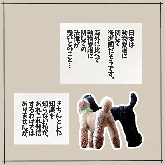 トイプードルのモンドとテツとの出会い 画像4