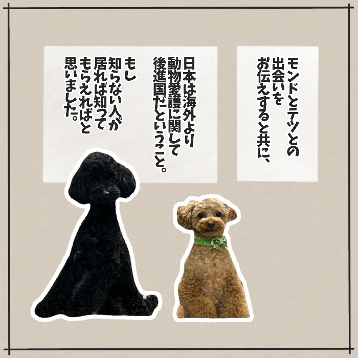 トイプードルのモンドとテツとの出会い 画像5