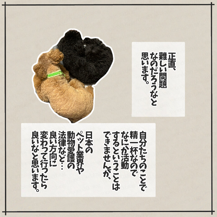 トイプードルのモンドとテツとの出会い 画像6