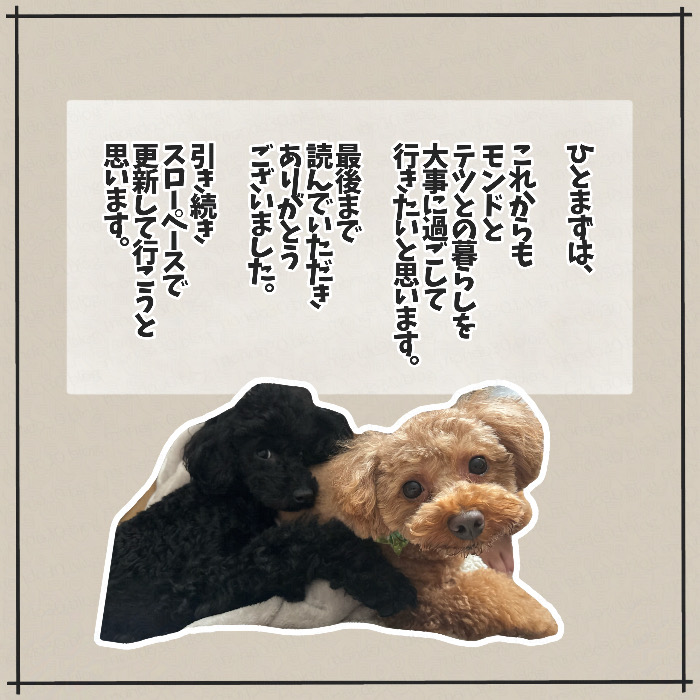 トイプードルのモンドとテツとの出会い 画像8