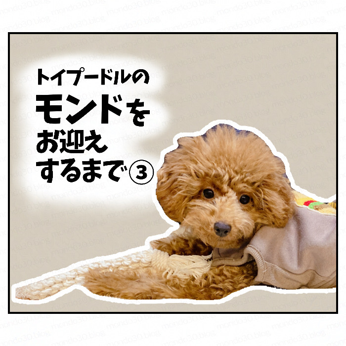 トイプードルモンドをお迎えするまで③表紙