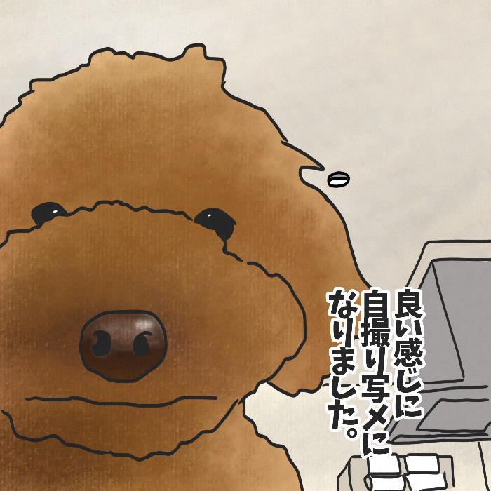 良いショット撮れた茶色トイプードル｜今日のモンド 画像2