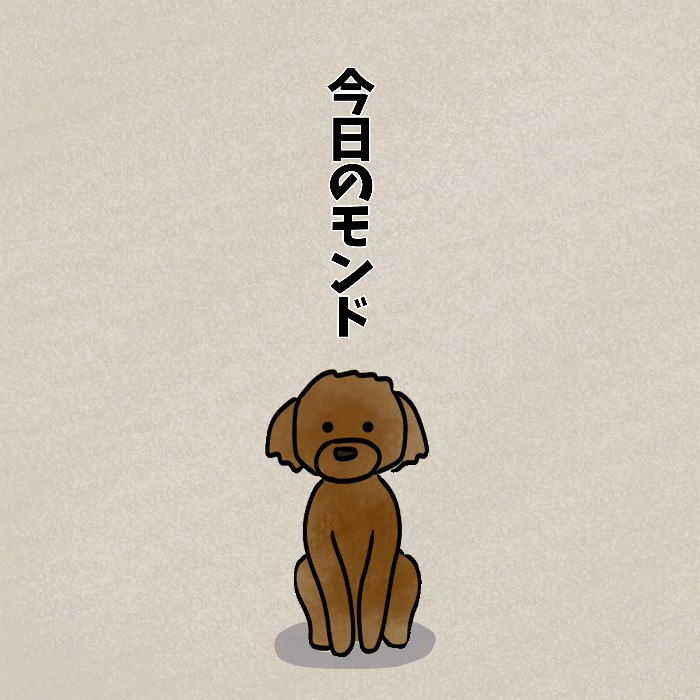 良いショット撮れた茶色トイプードル｜今日のモンド 表紙