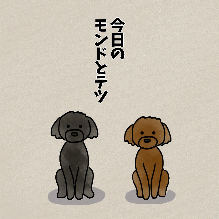 仲良く寄り添う？２匹のトイプードル｜今日のモンドとテツ 表紙