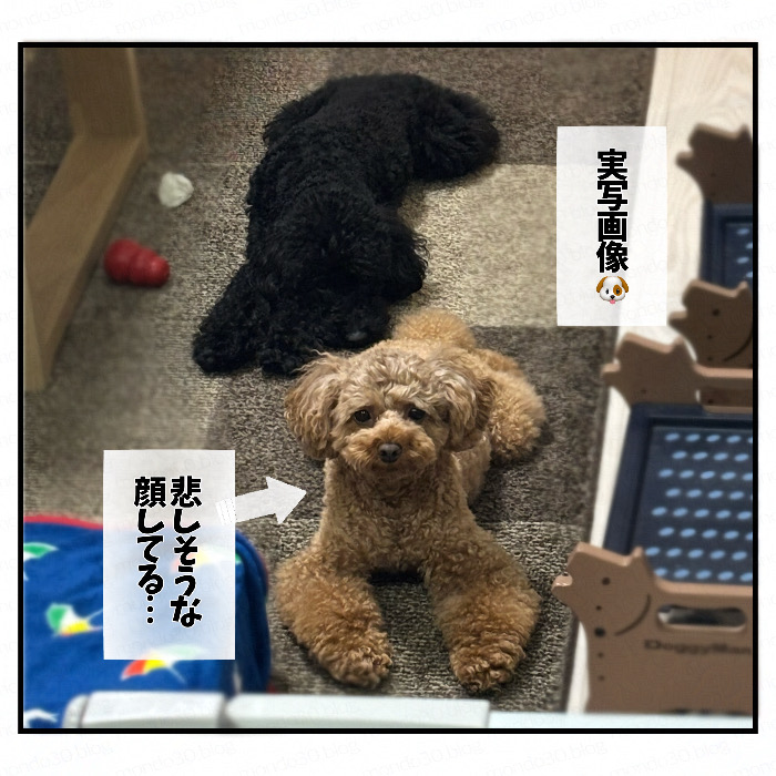仲良く寄り添う？２匹のトイプードル｜今日のモンドとテツ 実写画像1