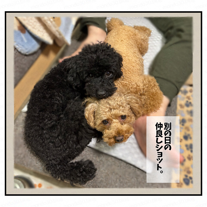 仲良く寄り添う？２匹のトイプードル｜今日のモンドとテツ 実写画像2