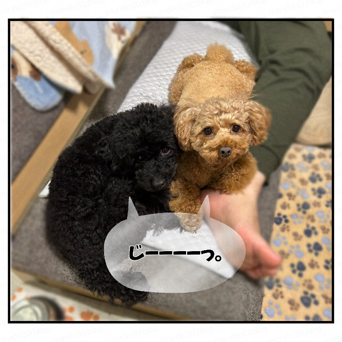 仲良く寄り添う？２匹のトイプードル｜今日のモンドとテツ 実写画像3