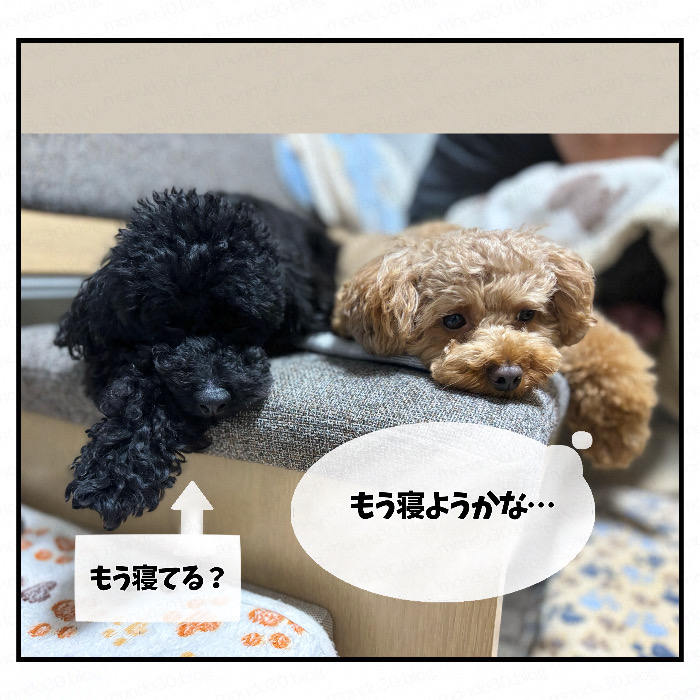 仲良く寄り添う？２匹のトイプードル｜今日のモンドとテツ 実写画像4