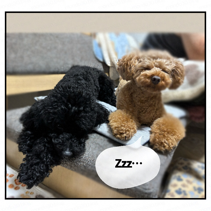 仲良く寄り添う？２匹のトイプードル｜今日のモンドとテツ 実写画像5